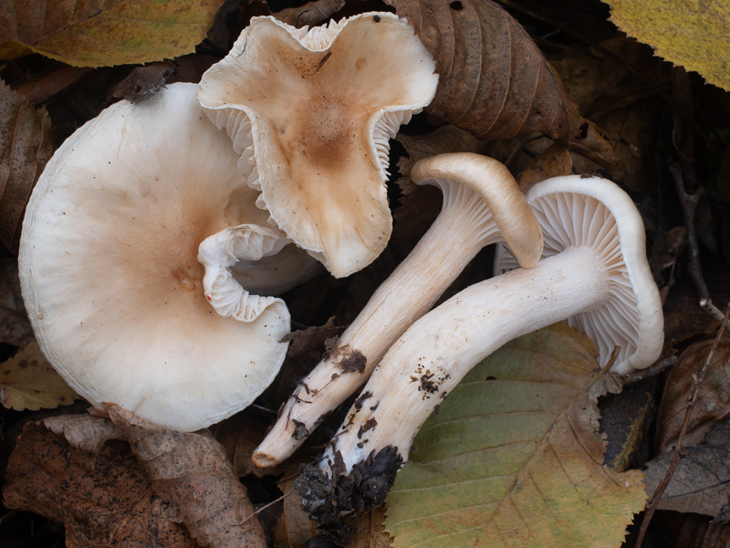 Hygrophorus carpini